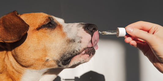 How Much CBD Should I Give My Dog